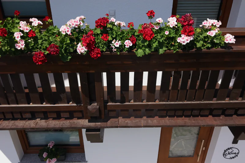 Der Balkon voller roter und rosa Geranien über der Haustür